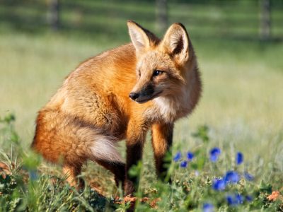 Wildlife: A Red Fox