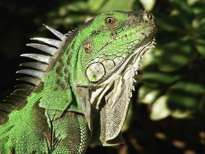 Green Iguanas: Care and Husbandry