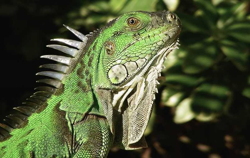 Can Iguanas Eat Cucumbers? Discover the Truth!