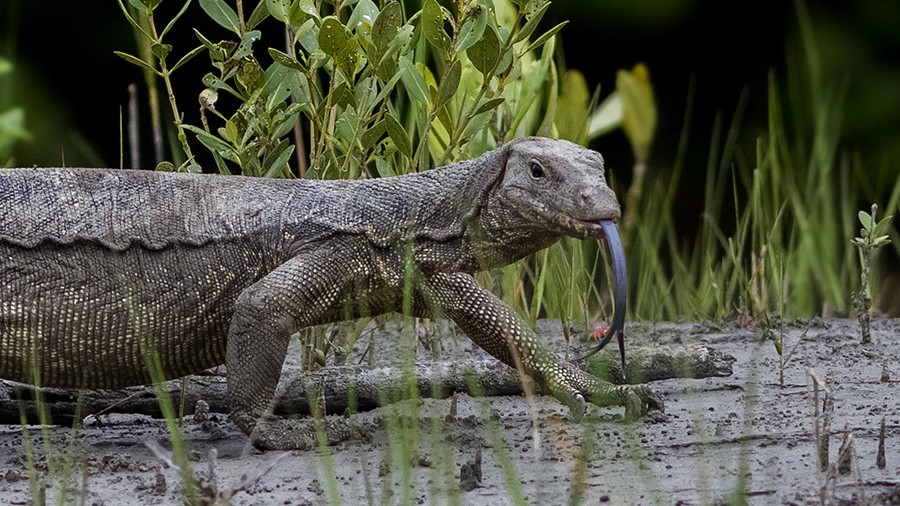 An Asian Water Monitor out for a walk.