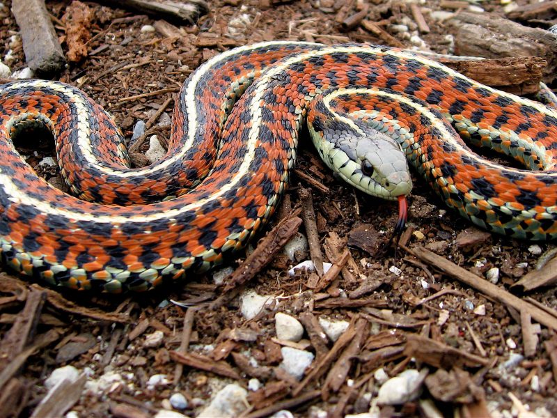 are garter snake toxic to dogs