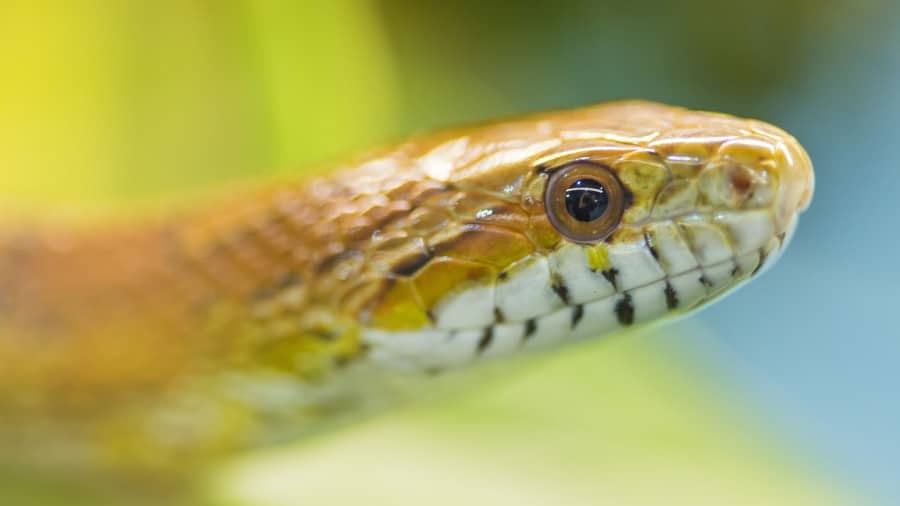 Snake Species Commonly Kept as Pets