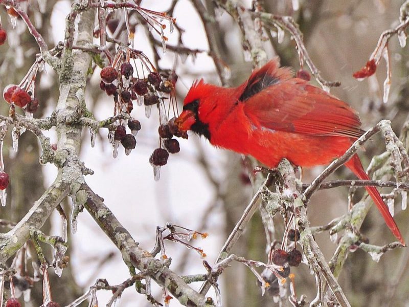 Foraging: A Cardinal Crunches A Frozen Crab Apple.