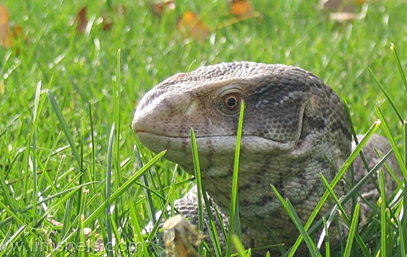 baby savannah monitor cage