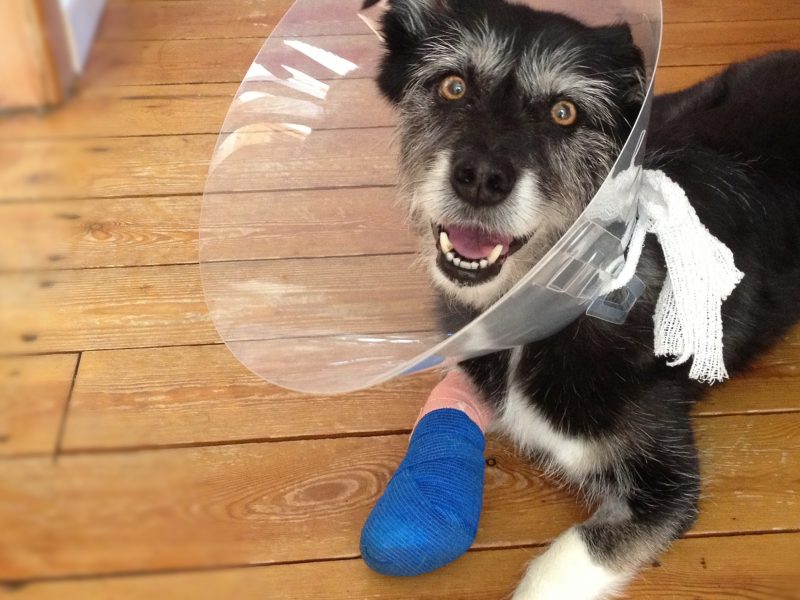 Bandage Care for Your Pet – Whispering Pines Pet Clinic