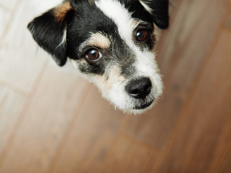 Housebreaking Your Dog Whispering Pines Pet Clinic